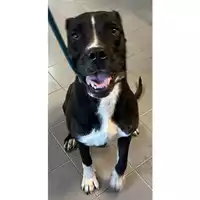 Foto dell\'animale cane - Matr. 2023/0893 - Microchip 380260045016006