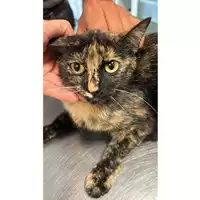 Foto dell\'animale gatto - Matr. 2023/0894 - Microchip 380260045015914