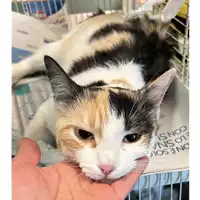 Foto dell\'animale gatto - Matr. 2023/0896 - Microchip 380260045020765