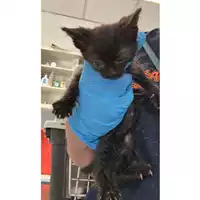 Foto dell\'animale gatto - Matr. 2023/0898 - Microchip 380260045015586