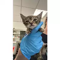 Foto dell\'animale gatto - Matr. 2023/0899 - Microchip 380260045016523