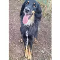 Foto dell\'animale cane - Matr. 2021/1995 - Microchip 380260044579261
