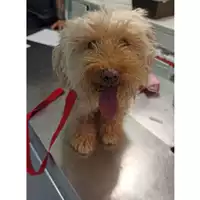 Foto dell\'animale cane - Matr. 2023/0901 - Microchip 380260000499550