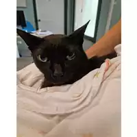 Foto dell\'animale gatto - Matr. 2023/0902 - Microchip 380260002131304