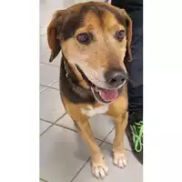 Foto dell\'animale cane - Matr. 2016/1455 - Microchip 380260002039885
