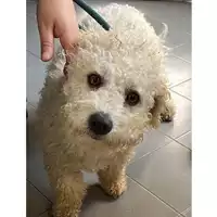 Foto dell\'animale cane - Matr. 2023/0907 - Microchip 380260044730872
