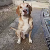 Foto dell\'animale cane - Matr. 2023/0908 - Microchip 380260044730048