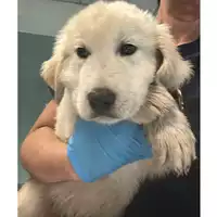 cane - Matr. 2023/0904 - Microchip 380260044730259
