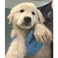 Foto dell\'animale cane - Matr. 2023/0905 - Microchip 380260044730512