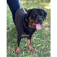 Foto dell\'animale cane - Matr. 2023/0910 - Microchip 380260044929535