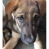Foto dell\'animale cane - Matr. 2017/1254 - Microchip 380260043309532