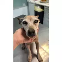 Foto dell\'animale cane - Matr. 2023/0935 - Microchip 380260045015878