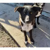 Foto dell\'animale cane - Matr. 2023/0943 - Microchip 380260044730266