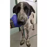 Foto dell\'animale cane - Matr. 2023/0945 - Microchip 380260044731157