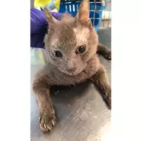 Foto dell\'animale gatto - Matr. 2023/0915 - Microchip 380260044729365