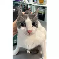 Foto dell\'animale gatto - Matr. 2023/0917 - Microchip 380260044730250