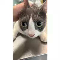 Foto dell\'animale gatto - Matr. 2023/0934 - Microchip 380260045015985