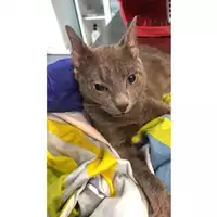 Foto dell\'animale gatto - Matr. 2023/0918 - Microchip 380260044730927
