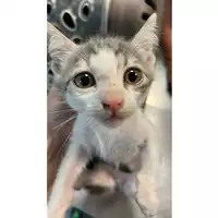 Foto dell\'animale gatto - Matr. 2023/0940 - Microchip 380260045015681