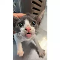 Foto dell\'animale gatto - Matr. 2023/0941 - Microchip 380260045016004