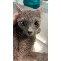 Foto dell\'animale gatto - Matr. 2023/0919 - Microchip 380260044730821