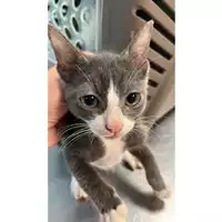 Foto dell\'animale gatto - Matr. 2023/0942 - Microchip 380260045015836