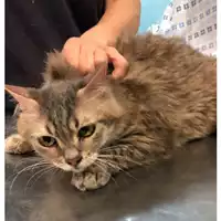 Foto dell\'animale gatto - Matr. 2023/0939 - Microchip 380260045016239