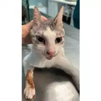 Foto dell\'animale gatto - Matr. 2023/0921 - Microchip 380260044729337