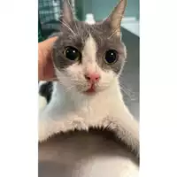Foto dell\'animale gatto - Matr. 2023/0922 - Microchip 380260044731149