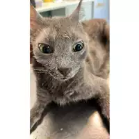 Foto dell\'animale gatto - Matr. 2023/0924 - Microchip 380260044731008