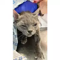 Foto dell\'animale gatto - Matr. 2023/0926 - Microchip 380260045015961