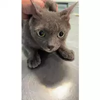 Foto dell\'animale gatto - Matr. 2023/0927 - Microchip 380260044747917