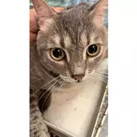 Foto dell\'animale gatto - Matr. 2023/0933 - Microchip 380260045015573