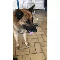 Foto dell\'animale cane - Matr. 2023/0950 - Microchip 380260044729499