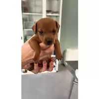 Foto dell\'animale cane - Matr. 2023/0953 - Microchip 380260044729864