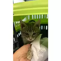 Foto dell\'animale gatto - Matr. 2023/0957 - Microchip 380260044730090