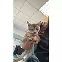 Foto dell\'animale gatto - Matr. 2023/0958 - Microchip 380260044729873