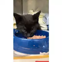 Foto dell\'animale gatto - Matr. 2023/0960 - Microchip 380260044747910