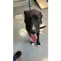Foto dell\'animale cane - Matr. 2023/0962 - Microchip 380260044749205