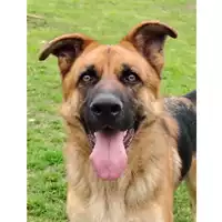 Foto dell\'animale cane - Matr. 2023/0358 - Microchip 380260044750470
