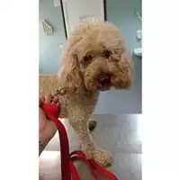Foto dell\'animale cane - Matr. 2023/0456 - Microchip 380260044750705
