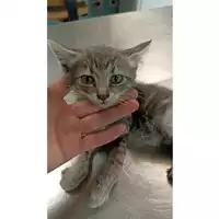 Foto dell\'animale gatto - Matr. 2023/0969 - Microchip 380260044730471