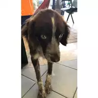Foto dell\'animale cane - Matr. 2023/0971 - Microchip 380260044729483