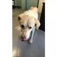 Foto dell\'animale cane - Matr. 2023/0972 - Microchip 380260004237434