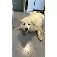 Foto dell\'animale cane - Matr. 2023/0973 - Microchip 380260102049717