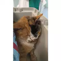 Foto dell\'animale gatto - Matr. 2023/0967 - Microchip 380260044730219