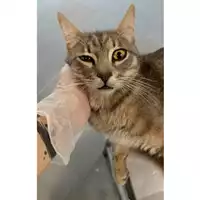 Foto dell\'animale gatto - Matr. 2023/0968 - Microchip 380260044730813