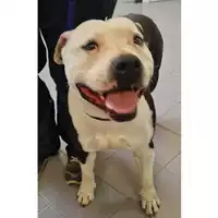 Foto dell\'animale cane - Matr. 2023/0982 - Microchip 380260044747487