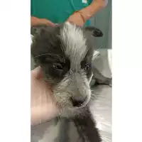 Foto dell\'animale cane - Matr. 2023/0983 - Microchip 380260044730962