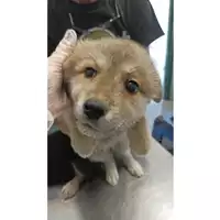 Foto dell\'animale cane - Matr. 2023/0986 - Microchip 380260044730218